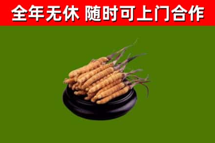 淮安回收冬虫夏草